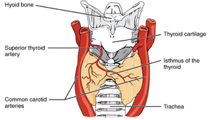 Thyroid gland- anterior view.png