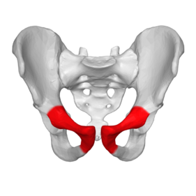 Image 2: Anterior view pelvis, pubis bone red.