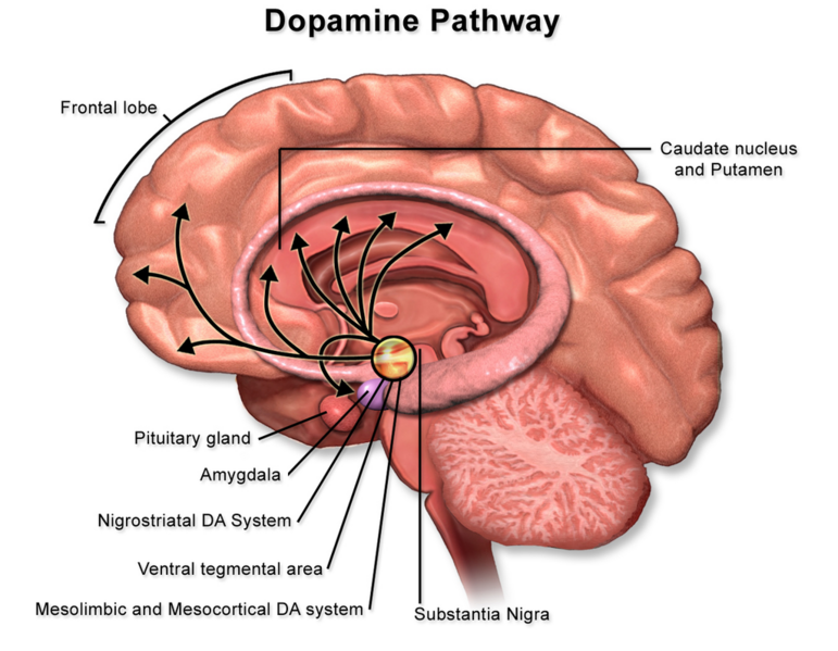 File:Dopamine Pathway.png