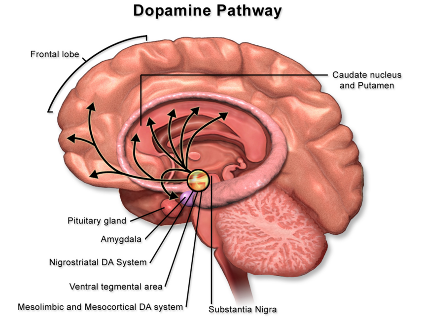 Substantia Nigra Physiopedia 