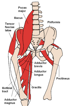Understand Tensor fascia latae and IT Band