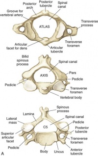 Neck Anatomy: Overview, Quadrangular Area, Osteology: The Cervical Spine