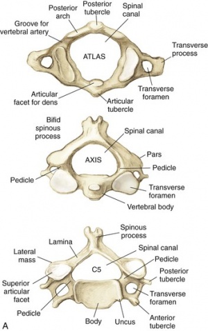 Structure and Function of the Cervical Spine - Physiopedia