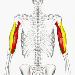 Lateral Head of Triceps Brachii - AnatomyZone