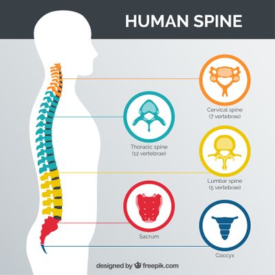 C5 Spinal Cord Injury: What to Expect and How to Recover