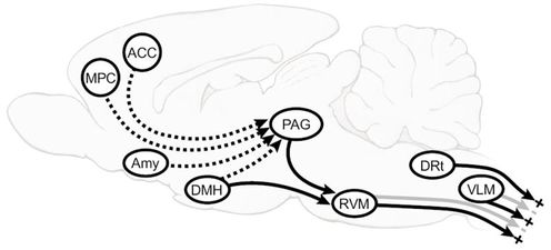 where anterior cingulate cortex (ACC), amygdala (AMY), dorsomedial nucleus of the hypothalamus (DMH), medial prefrontal cortex (MPC), Periaqueductal grey(PAG) and Rostroventromedial medulla ( RVM)