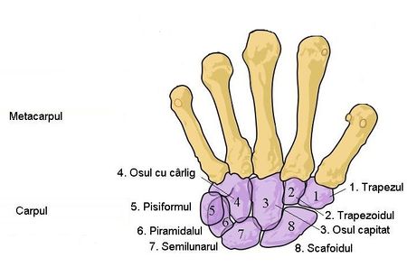 metacarpal bones names