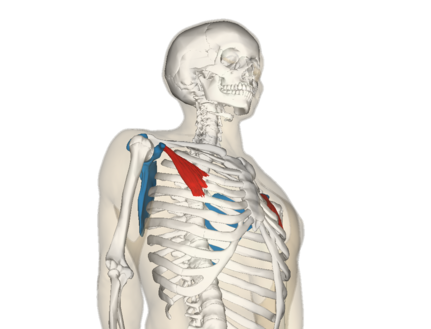 Anatomy of the Chest – Male Posterior – Artery Studios – Medical