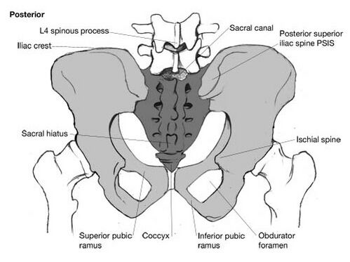 Pubic symphysis diastasis - Wikipedia