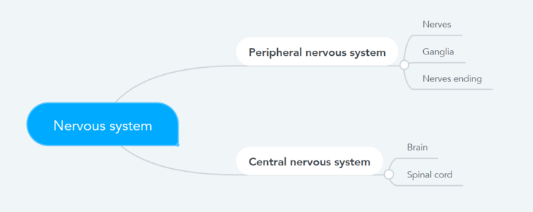 Anatomical division of the nervous system.png