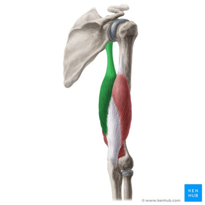 Healthy Street - 🔈 FUNCTION OF BICEPS, TRICEPS AND QUADRICEPS ➡️ BICEPS ▪️ Biceps Short Head and Long Head Function: Flexion of the elbow joint,  supination, abduction and internal rotation of the humerus.