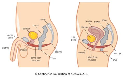 Female Pelvic Floor and Common Dysfunctions — Quality Care Sport Injury &  Rehab