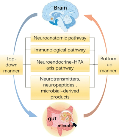 Gut Brain Microbiome Axis.png