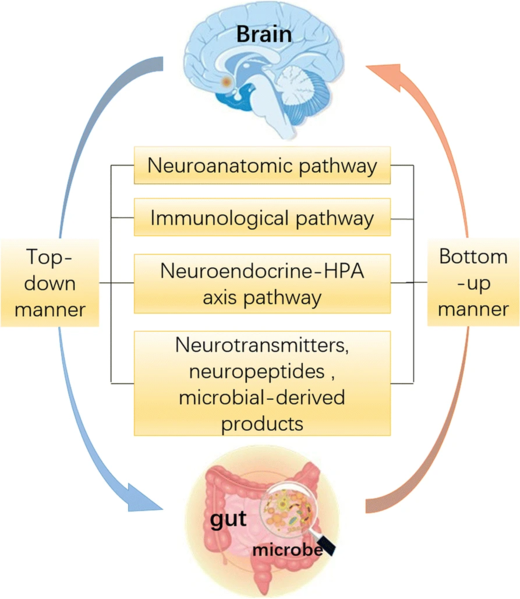 File:Gut Brain Microbiome Axis.png