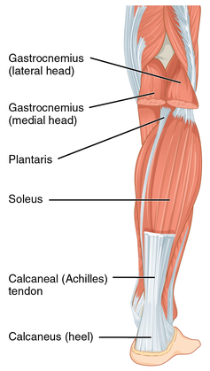 Calf Strain Physiotherapy Treatment