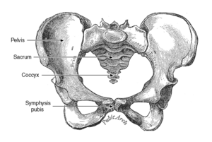 Pubis, anatomy