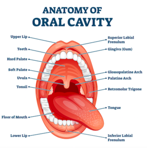 oral cavity tongue