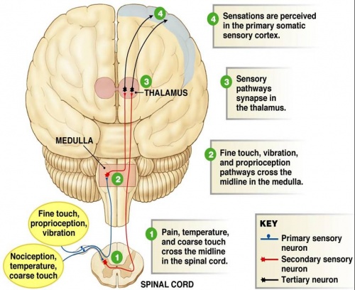 sensation in the brain