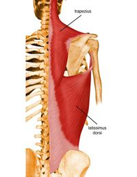 The Thoracic Spine Is All About Mobility! - Specialized Orthopedic