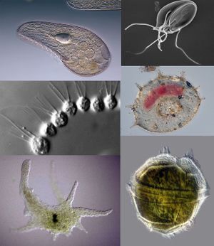 Protozoa collage 2.jpg