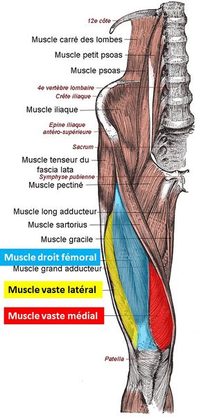 Muscle Names In Legs : Muscular Function And Anatomy Of ...