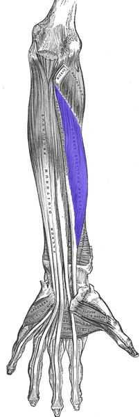File:Flexor pollicis longus muscle.png