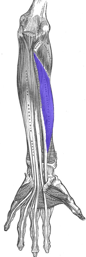 Recurrent branch of the median nerve - Wikipedia