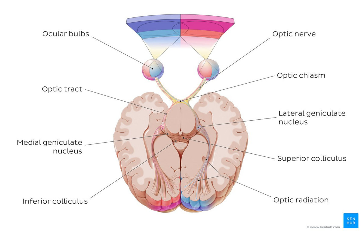 Зрительный нерв проходит в. Nervus Opticus. Место откуда выходит зрительный нерв. Зрительный нерв на препарате. Axis Opticus.