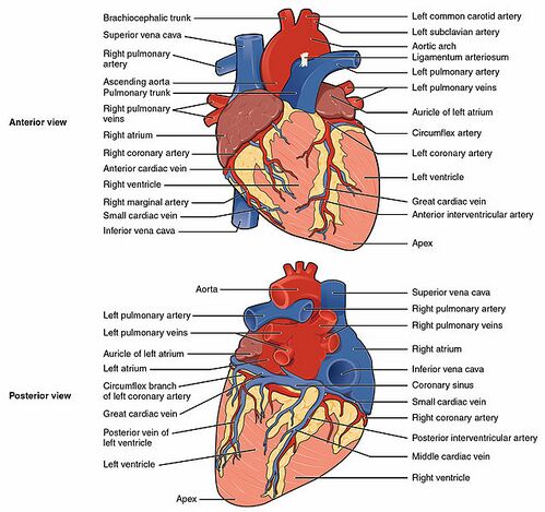 The Heart surface view.jpg