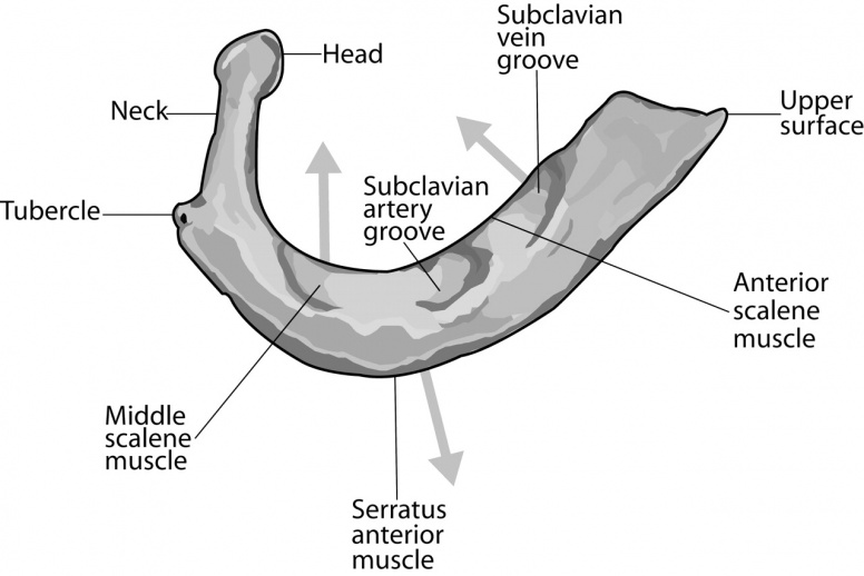 First Rib - Physiopedia