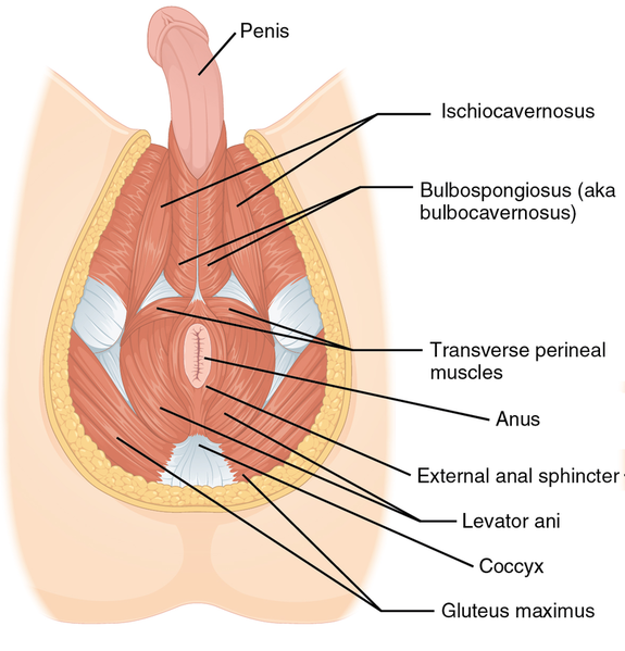 File:Muscle of the Male Perineum.png