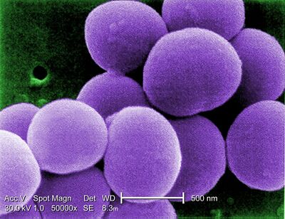 Staphylococcus aureus: Disease, Properties, Lab Diagnosis • Microbe Online