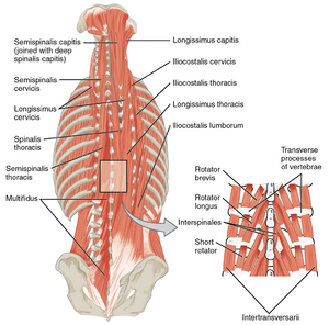 Upper Body Anatomy (Shoulders, Spinal, Neck & Back) Online Quick Study -  Synergy Central Online Learning