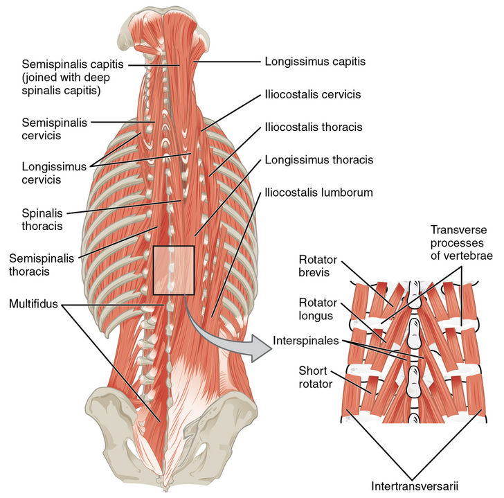 multifidus-muscle-physiopedia