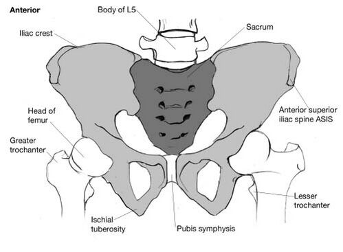 posterior iliac crest