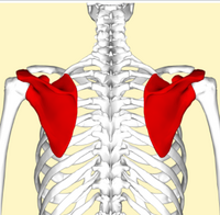 Scapular Fracture - Physiopedia