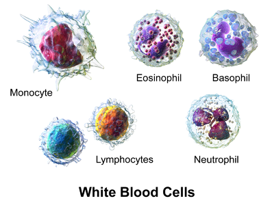 Awesome Battle White Blood Cell Versus Germs