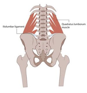 How to Stretch Quadratus Lumborum (QL), Back, Quadratus Lumborum,  Stretching and more