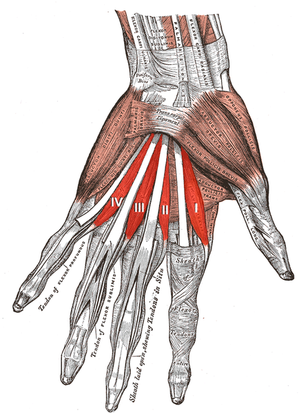 File:Lumbricales muscles of the left hand.png