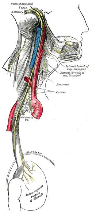 The Vulva - Structure - Innervation - TeachMeAnatomy