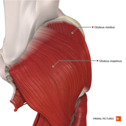Gluteus maximus - Anatomy - Orthobullets