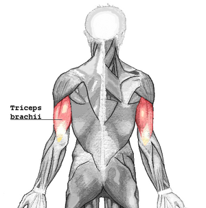 Muscle movement. Biceps triceps motion anatomy. Biceps brachii