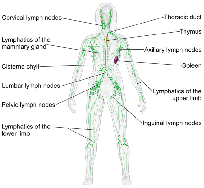 File:Lymphatic system body.png