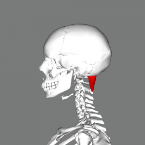 OCI_right_lateral_view
