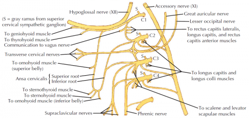 cervical plexus cutaneous branches