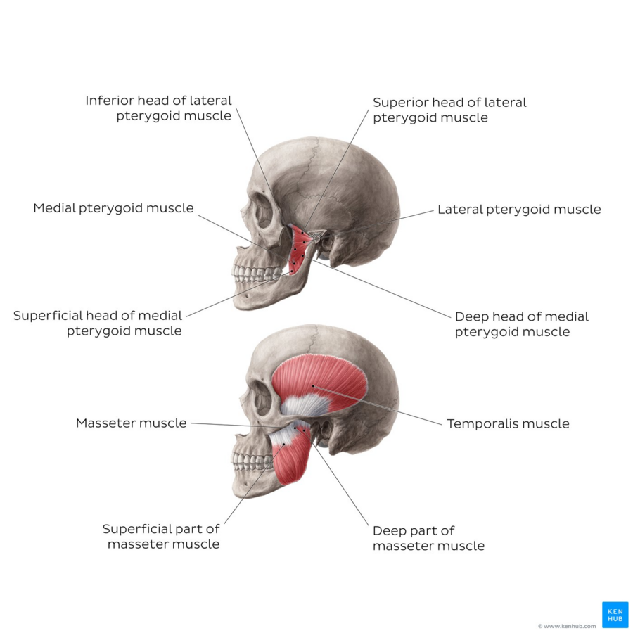 Muscles Of Mastication Physiopedia 5864