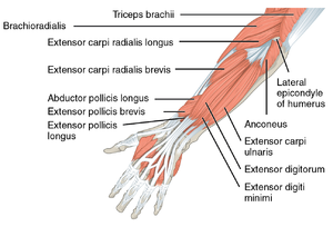 1120 Muscles that Move the Forearm Antebrach. Sup. Ext. Sin.png