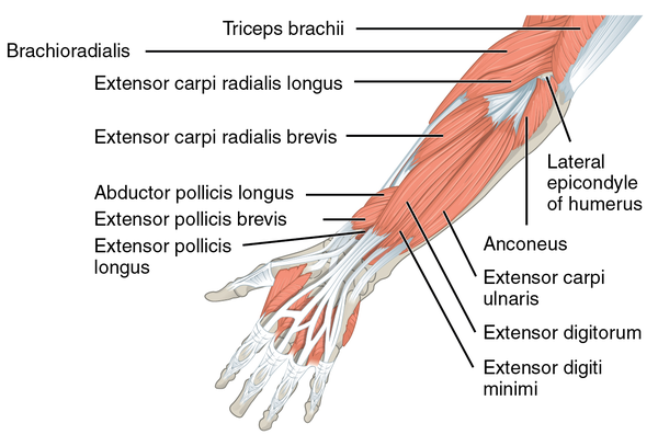 Extensor Digiti Minimi - Physiopedia