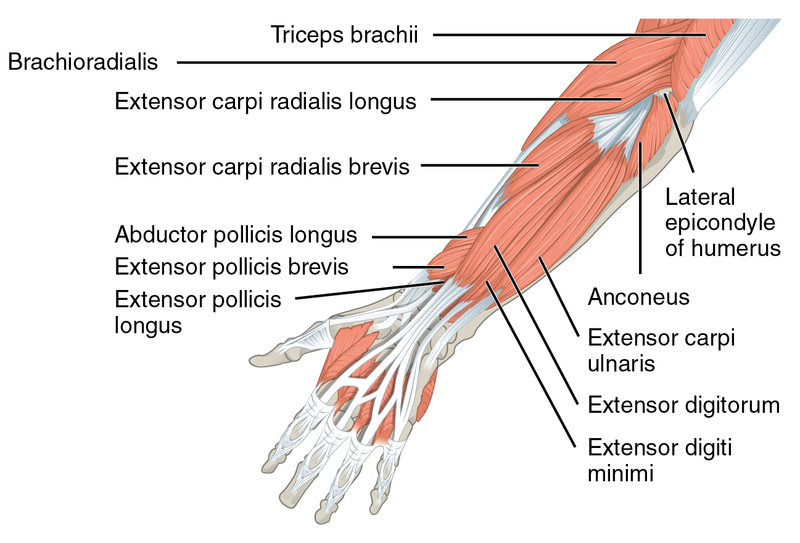 File:1120 Muscles that Move the Forearm Antebrach. Sup. Ext. Sin.png