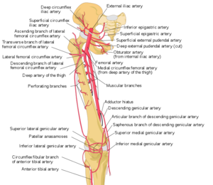 femoral artery diagram
